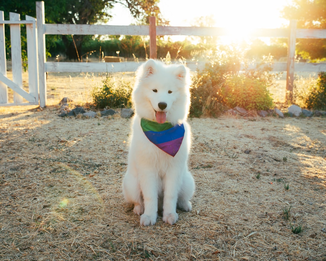 Photo Fluffy dog